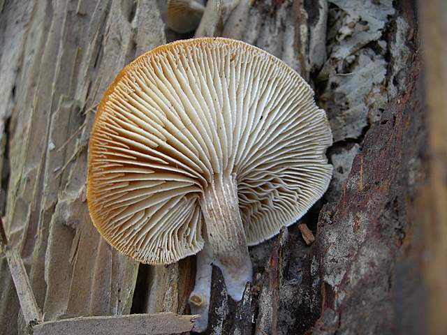 le  Specie  invernali  del  Leimental